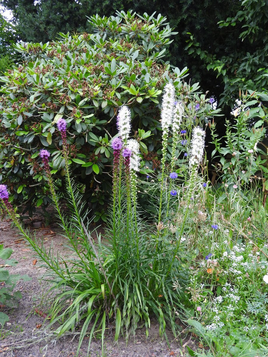 Лиатрис Спиката Альба