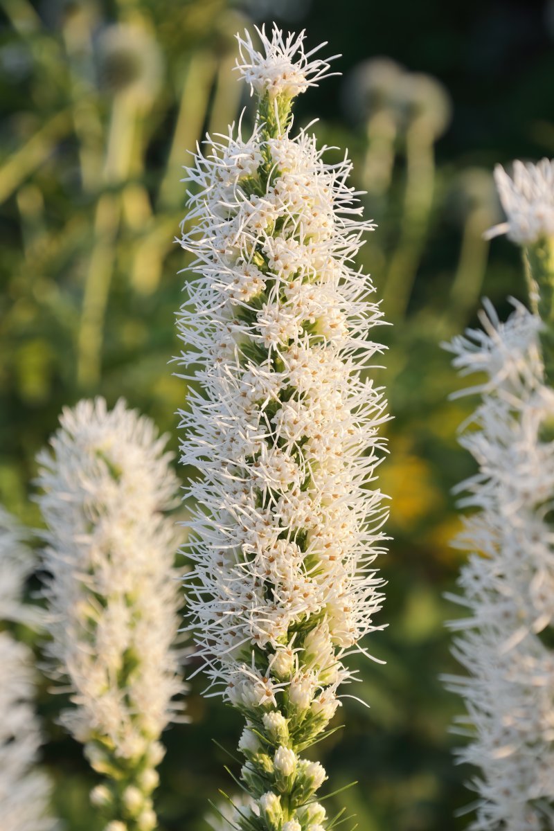 Лиатрис Спиката Альба - фото 3