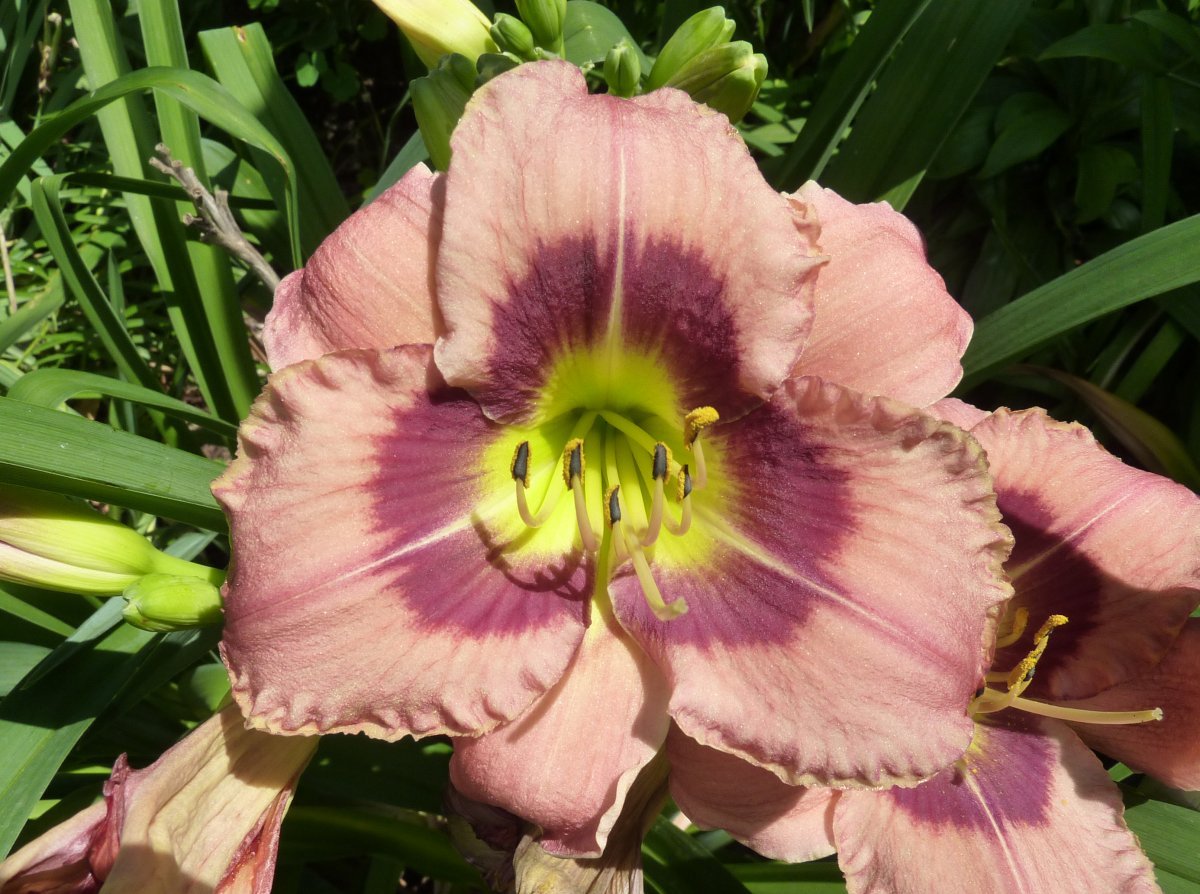 Лилейник Олвэйс Автенун - фото 2