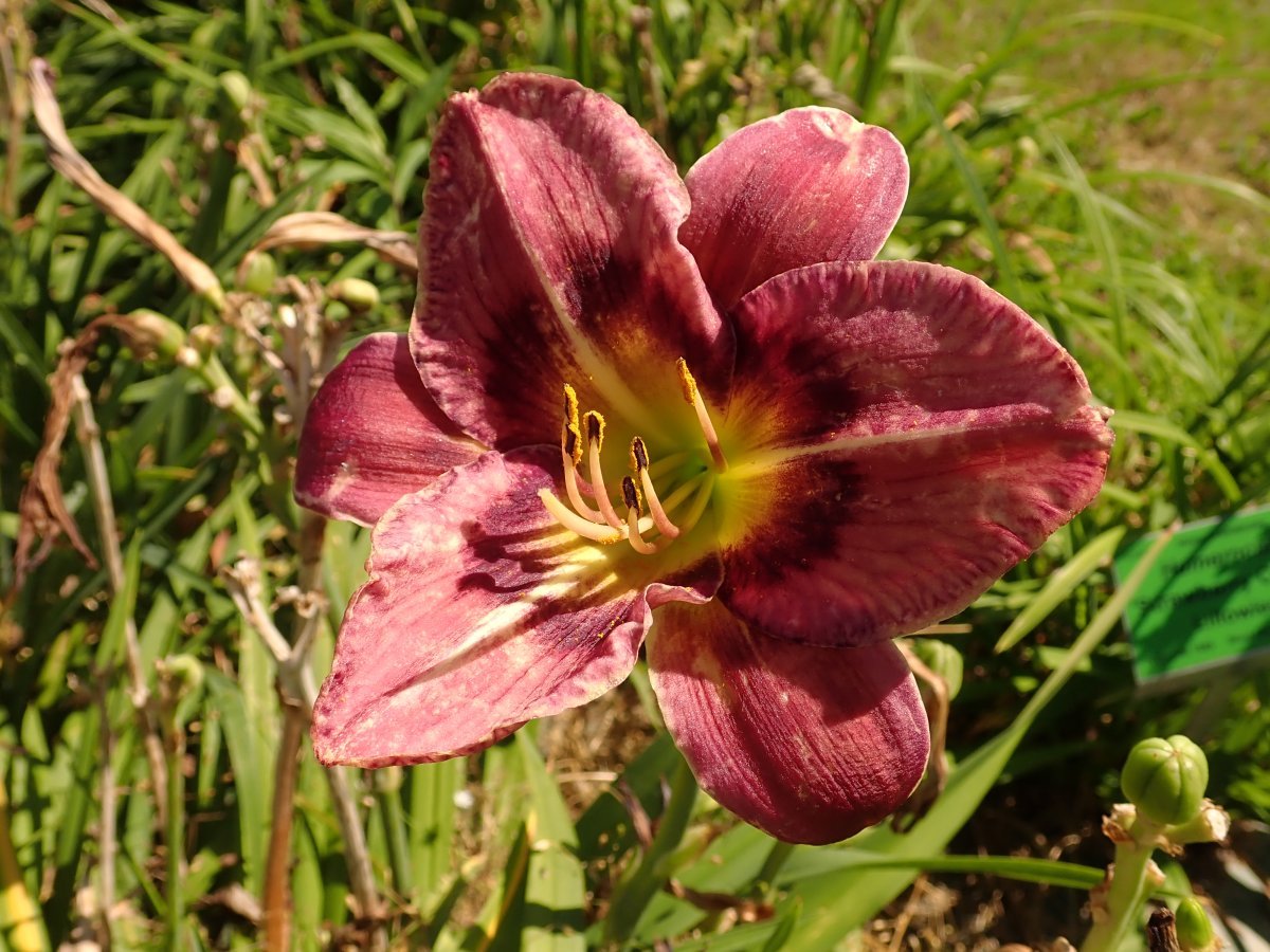 Лилейник Олвэйс Автенун - фото 4