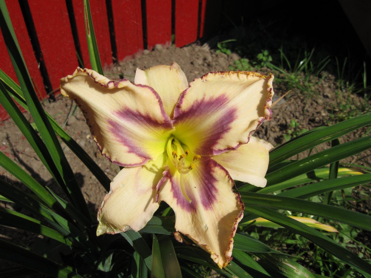 Лилейник Дестинд ту Си - фото 3