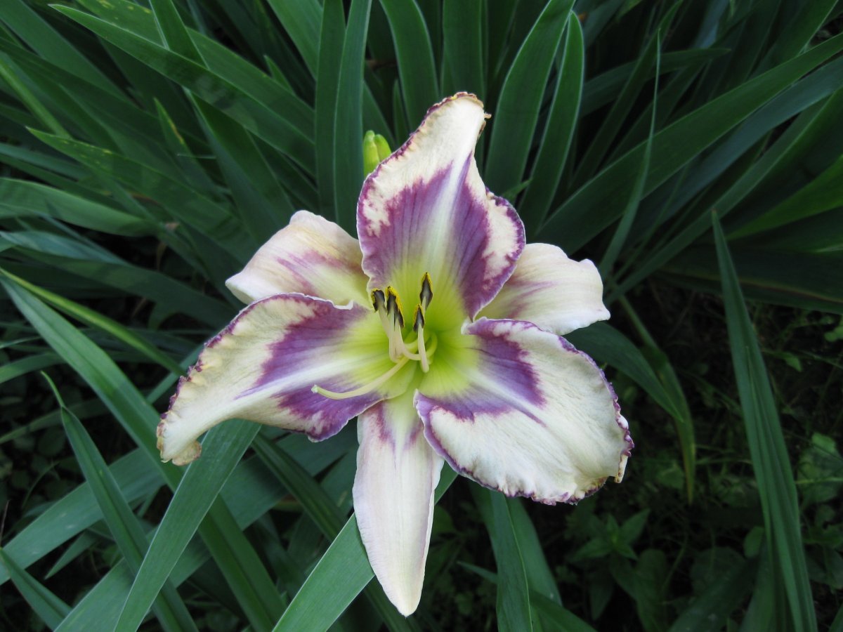 Лилейник Дестинд ту Си