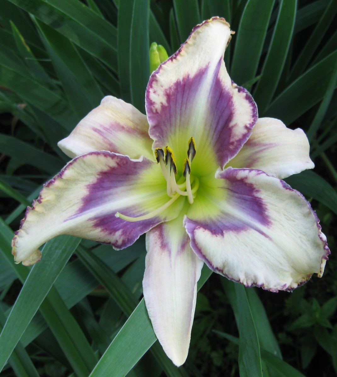 Лилейник Дестинд ту Си - фото 2