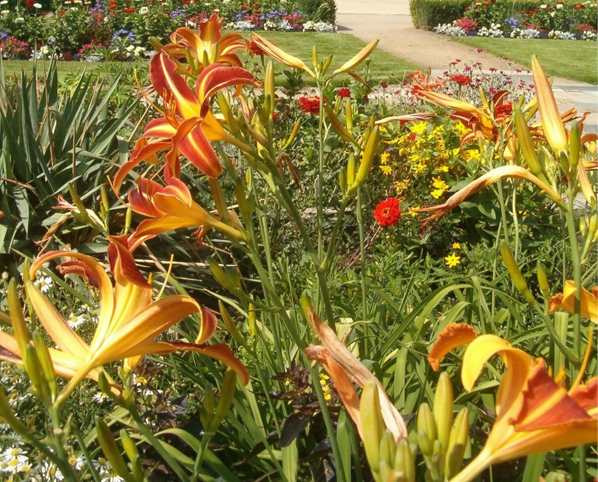 Лилейник Франс Халс