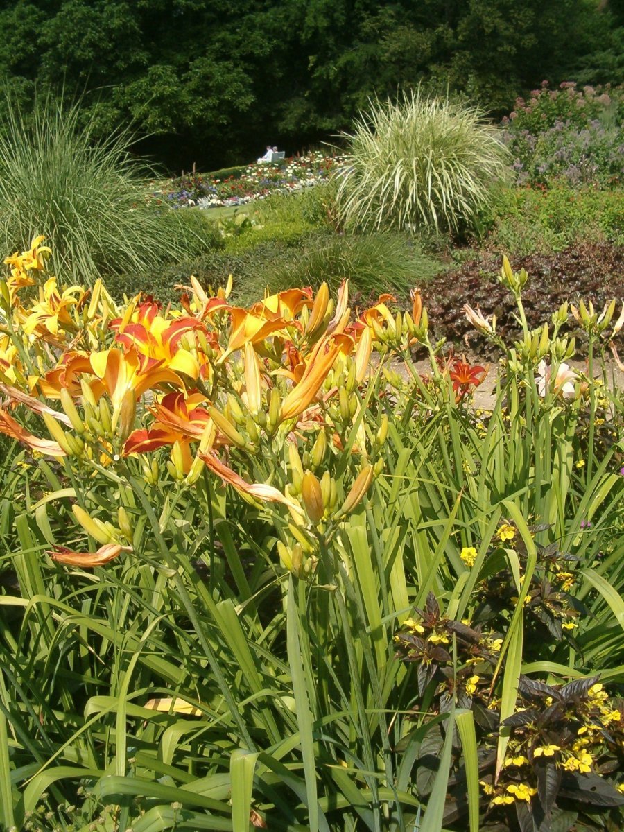 Лилейник Франс Халс - фото 2