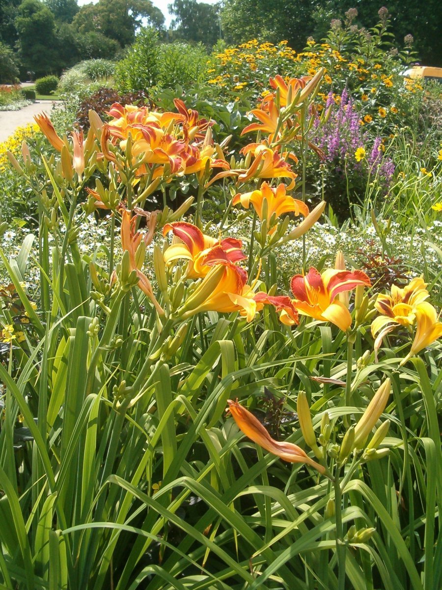 Лилейник Франс Халс - фото 4