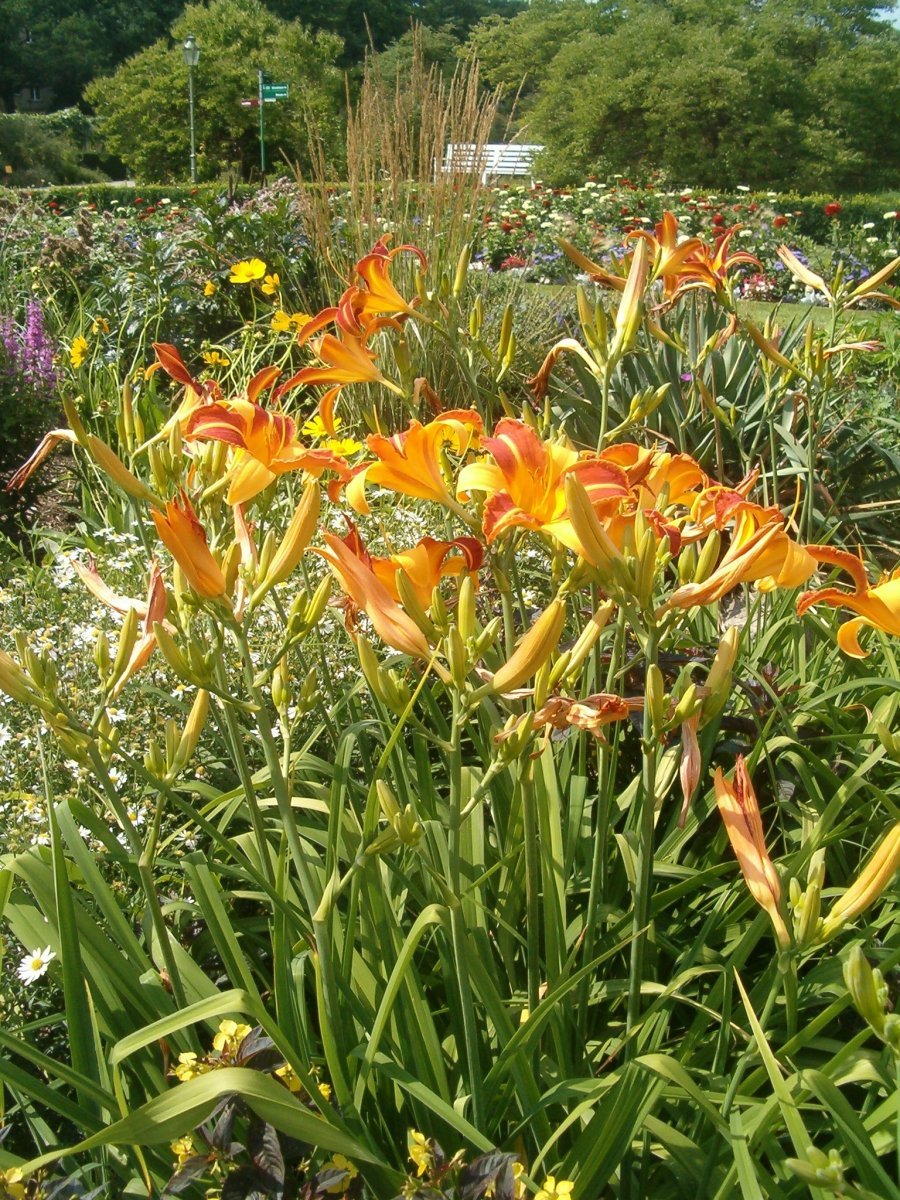 Лилейник Франс Халс - фото 3