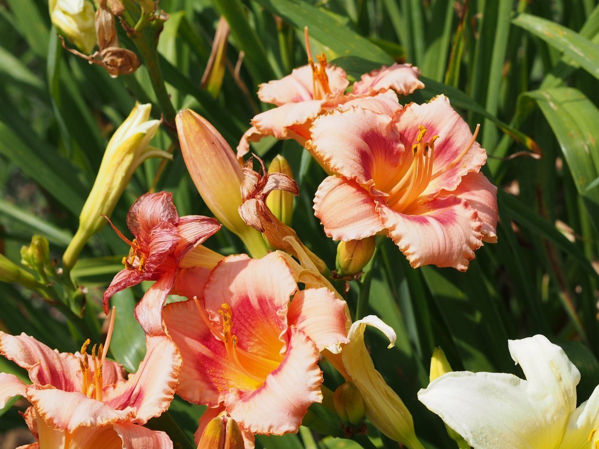 Лилейник Строберри Кэнди - фото 6