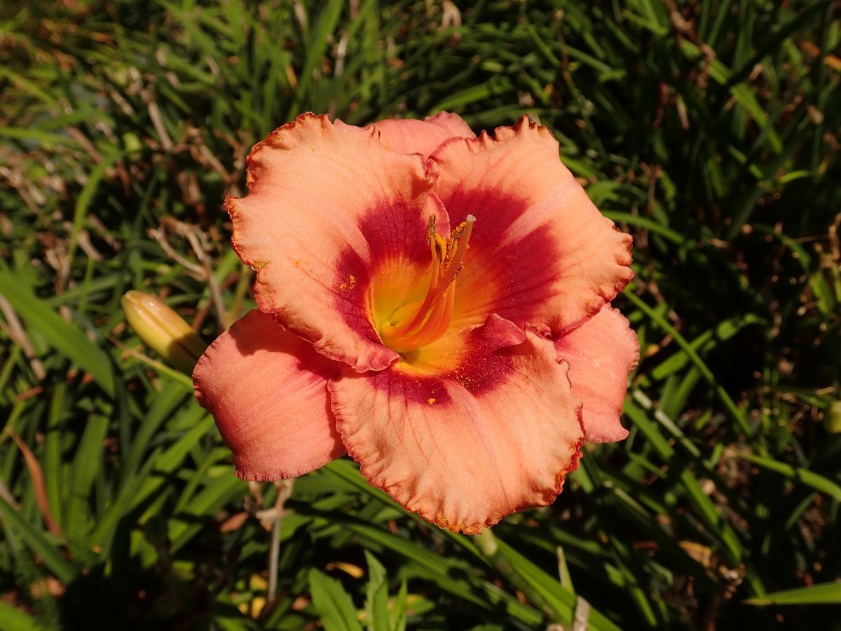 Лилейник Строберри Кэнди - фото 2