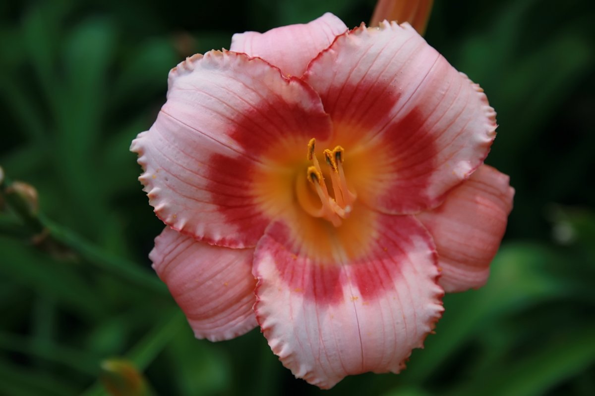 Лилейник Строберри Кэнди