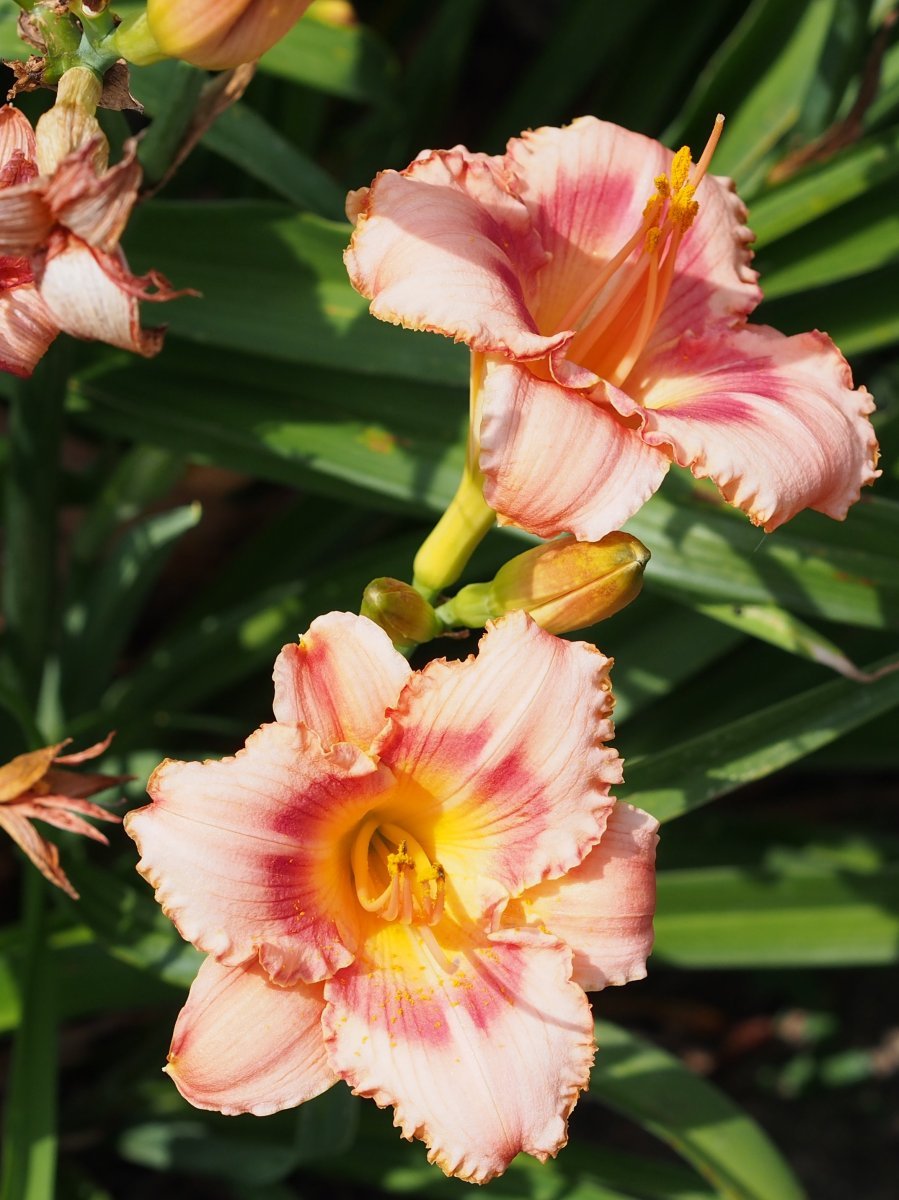 Лилейник Строберри Кэнди - фото 7