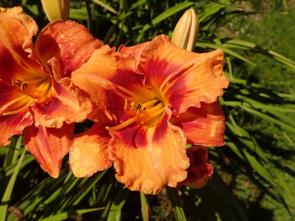 Лилейник Tigger