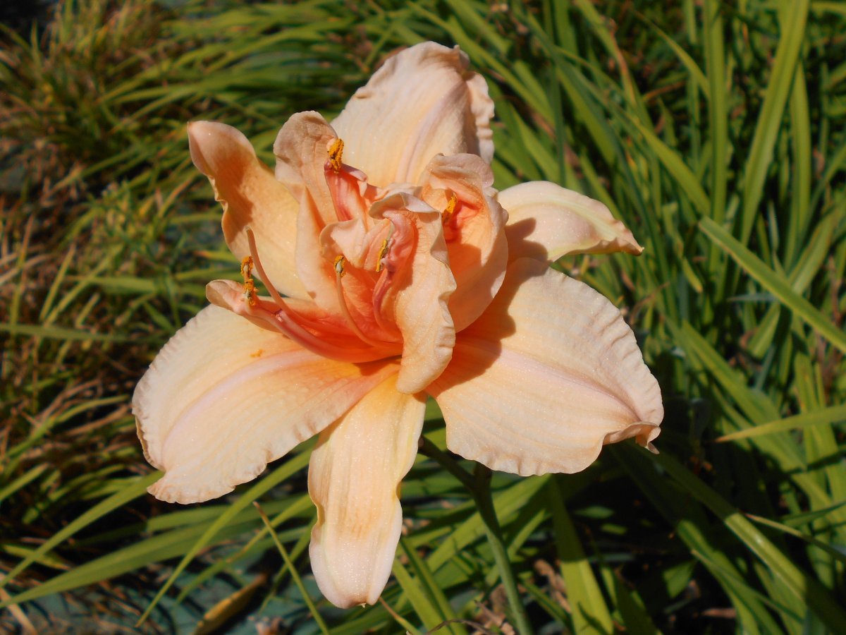 Лилейник Дабл Дрим - фото 5