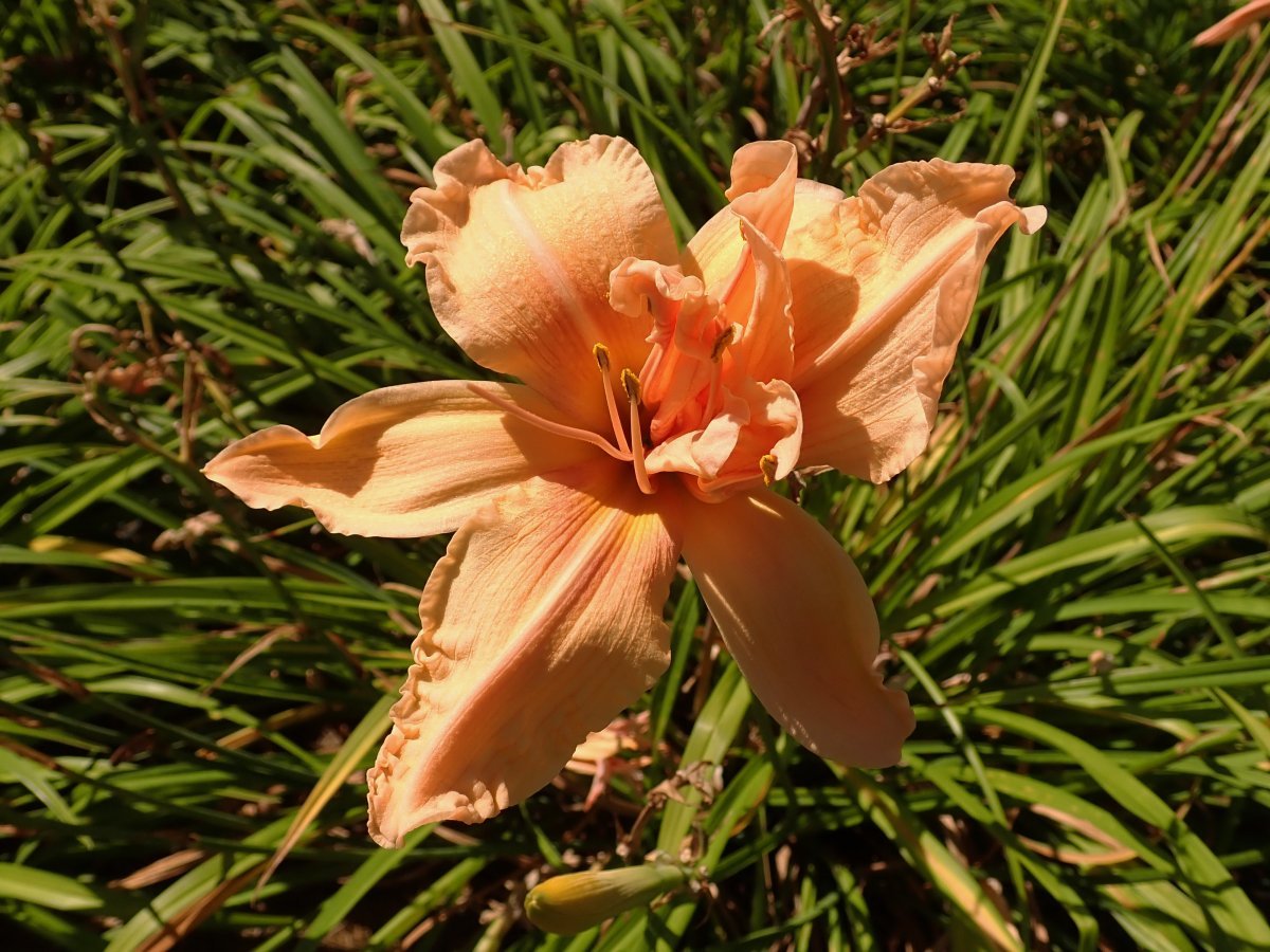 Лилейник Дабл Дрим - фото 4