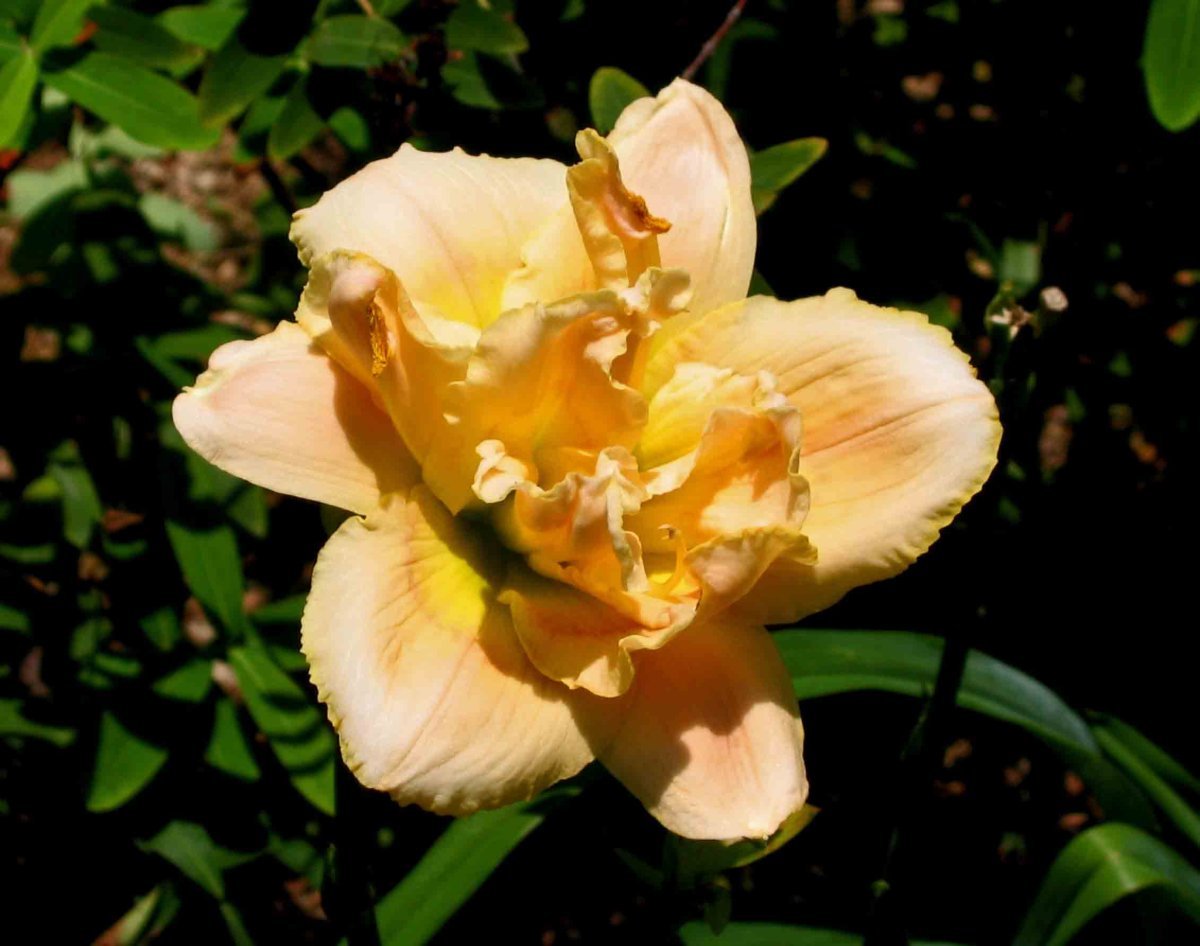 Лилейник Дабл Дрим - фото 6