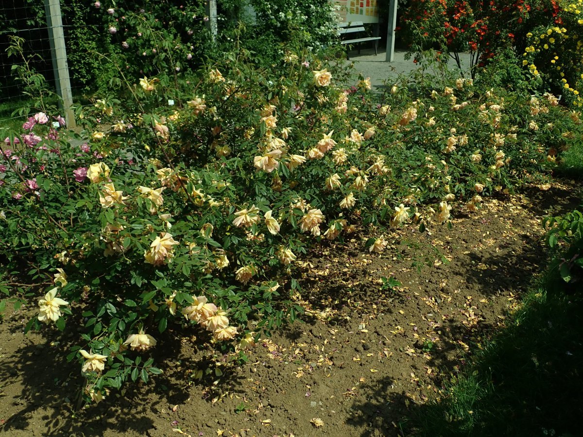 Лилейник Дабл Еллоу махровый - фото 4