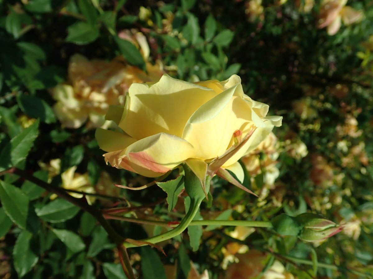 Лилейник Дабл Еллоу махровый - фото 6