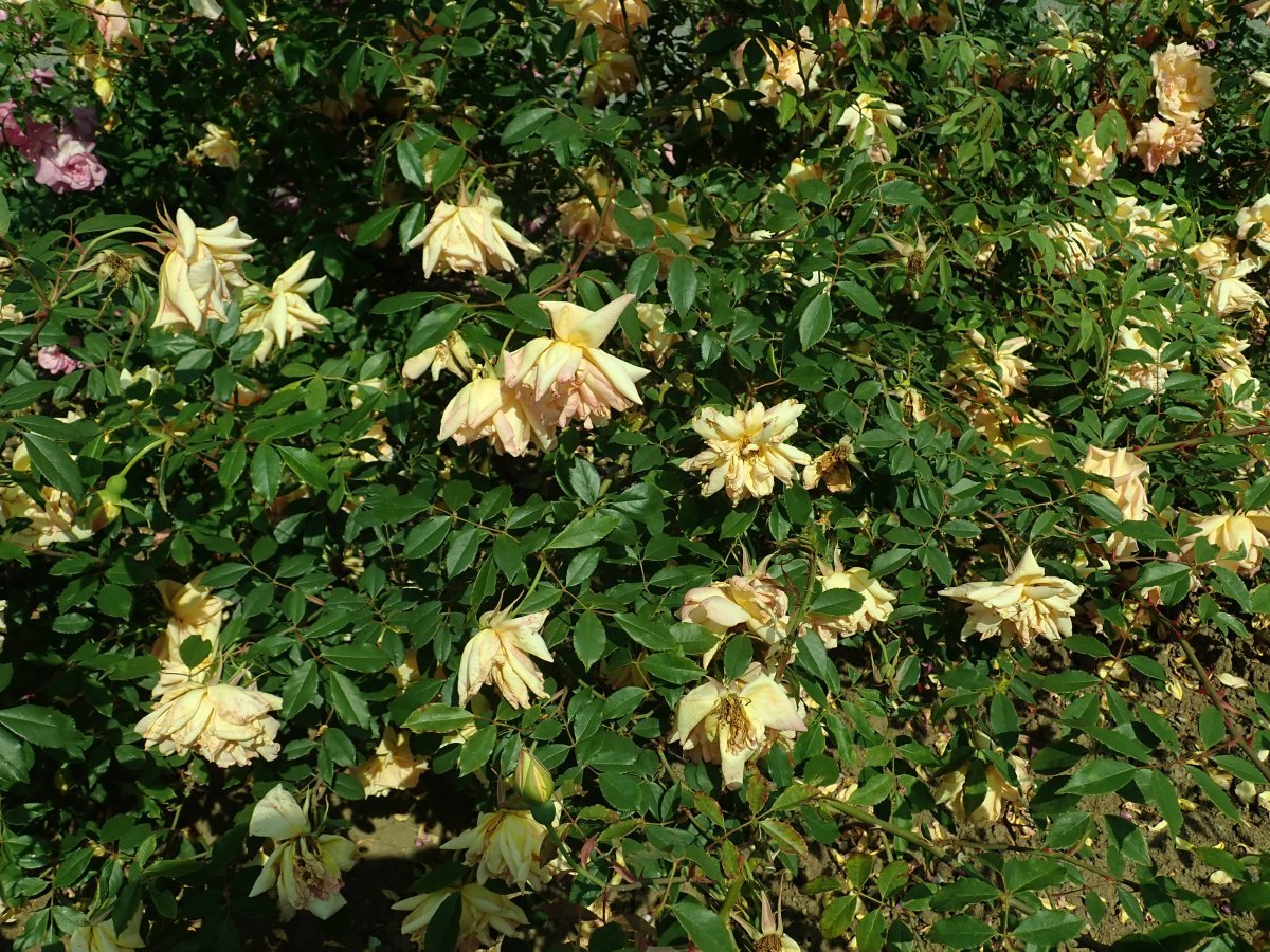 Лилейник Дабл Еллоу махровый - фото 3