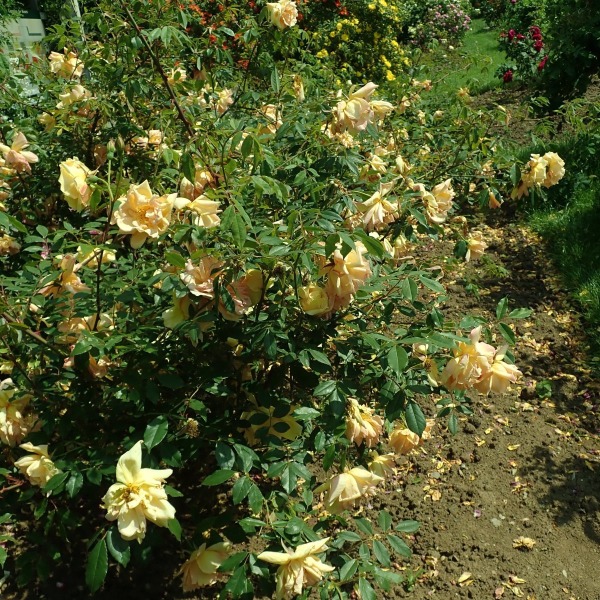Лилейник Дабл Еллоу махровый - фото 5