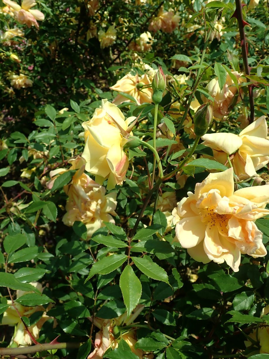 Лилейник Дабл Еллоу махровый