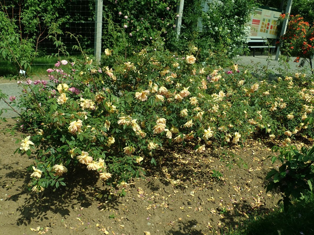 Лилейник Дабл Еллоу махровый - фото 2
