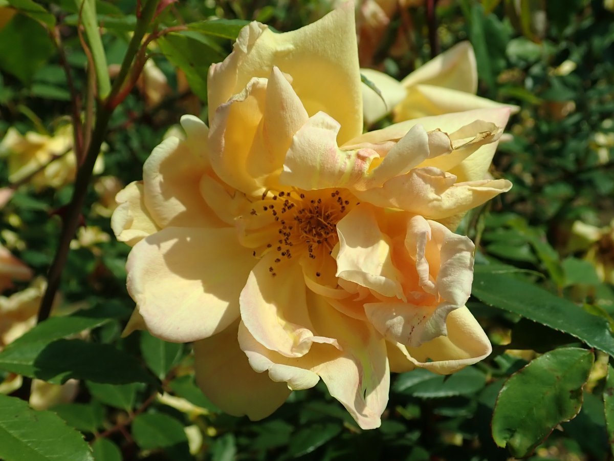 Лилейник Дабл Еллоу махровый - фото 7