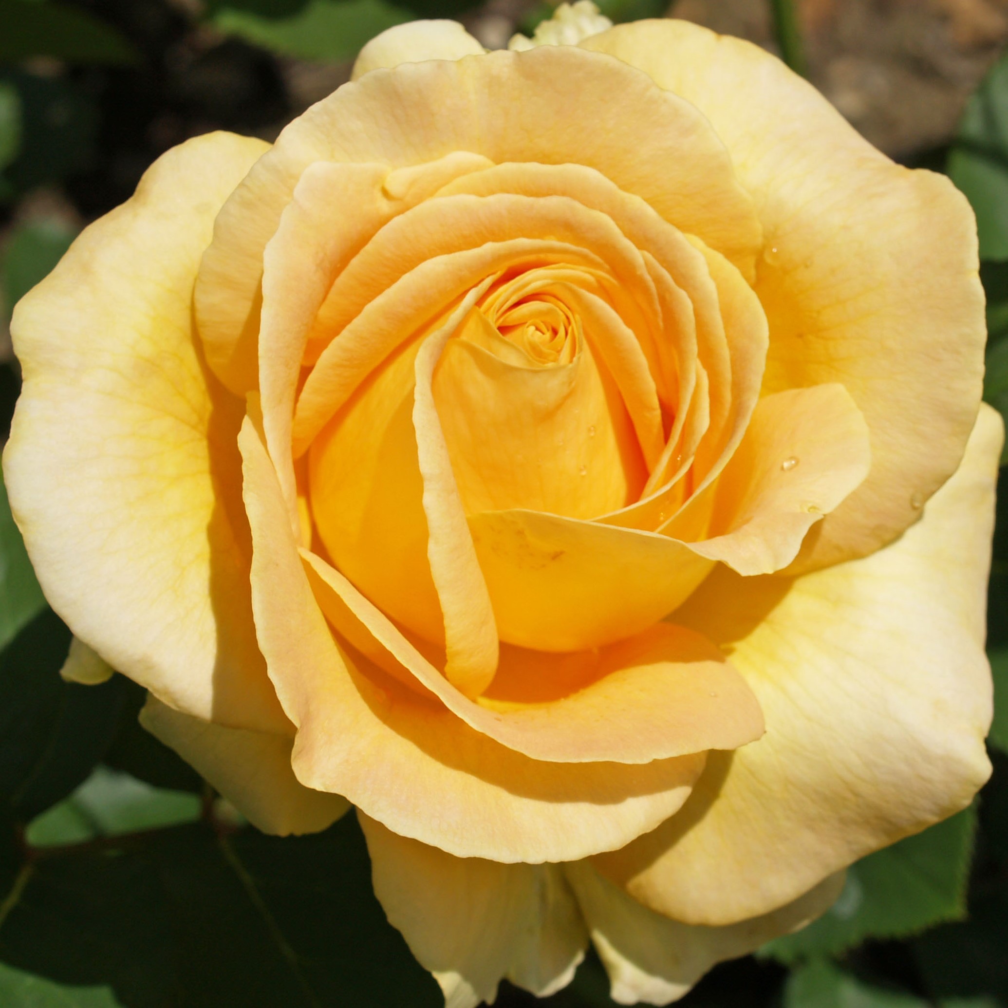 Роза флорибунда Голден Дримс