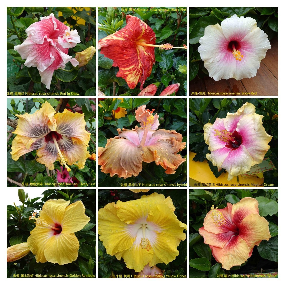 Роза флорибунда Голден Дримс - фото 2