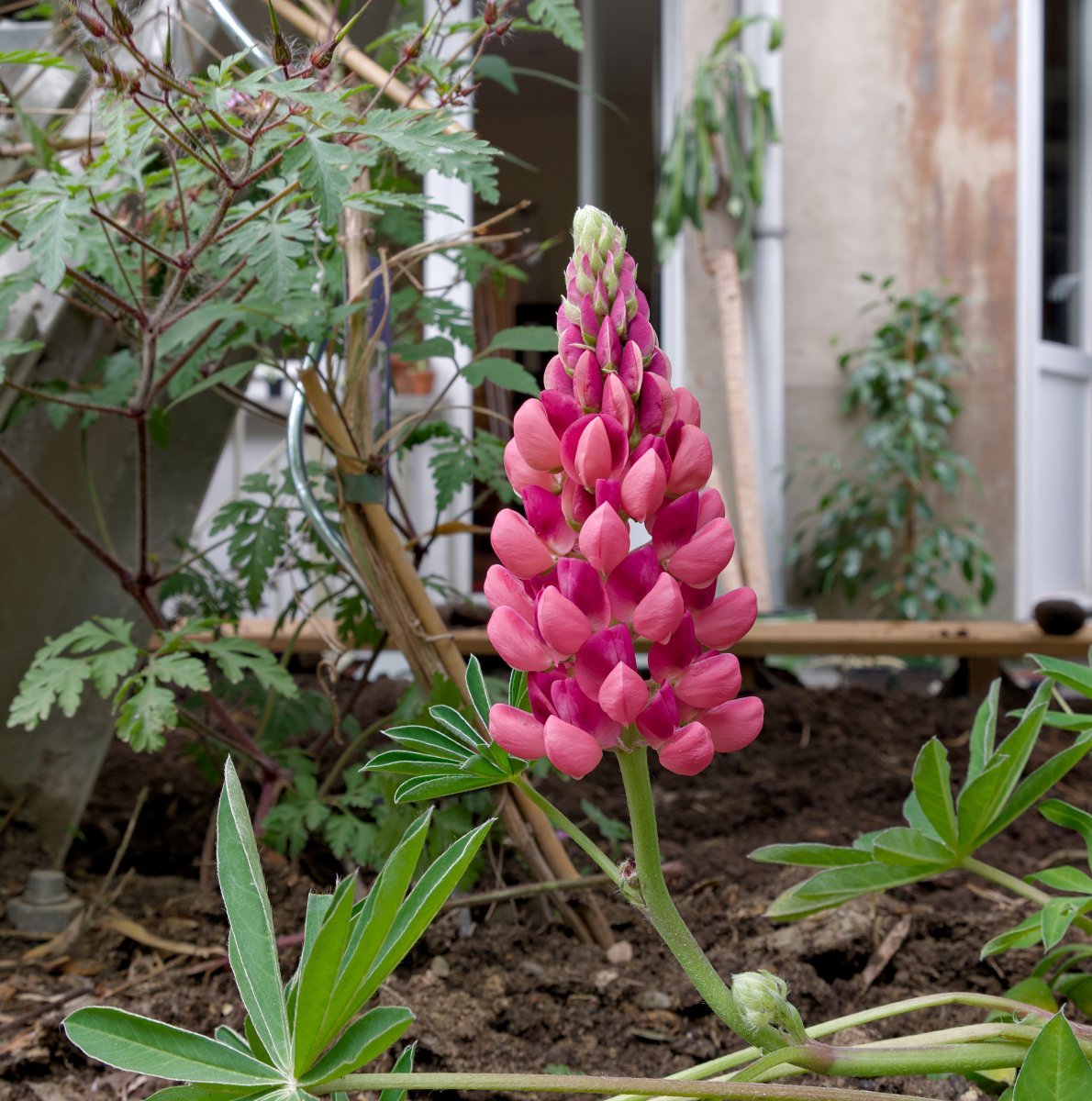 Люпин Lupinus Apricot/Yellow