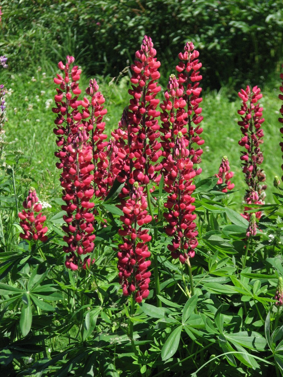 Люпин Red - фото 3