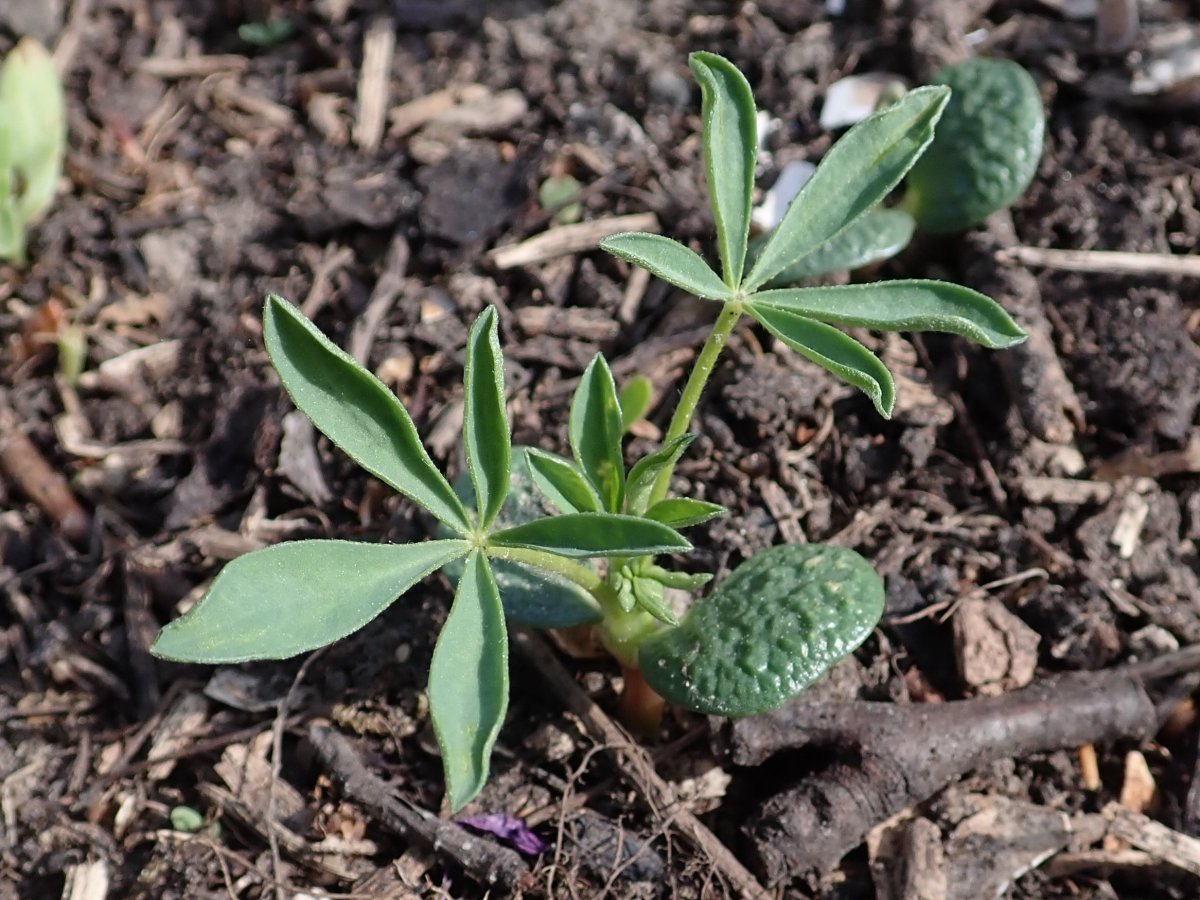 Люпин Yellow - фото 9