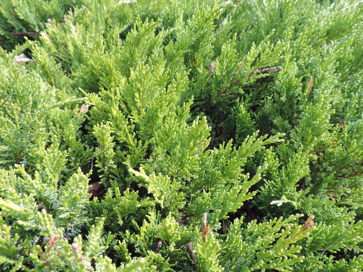 Можжевельник казацкий Тамарисцифолия - фото 3