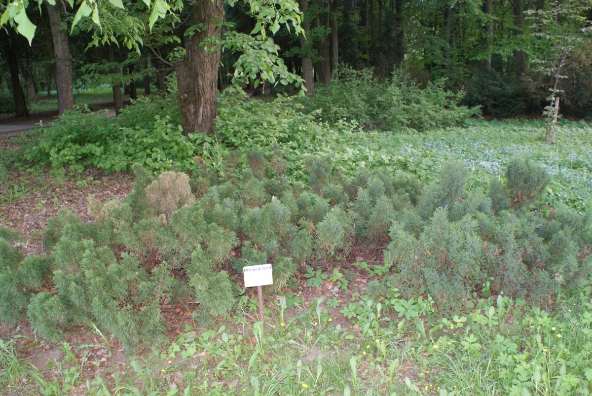 Можжевельник казацкий Тамарисцифолия - фото 9