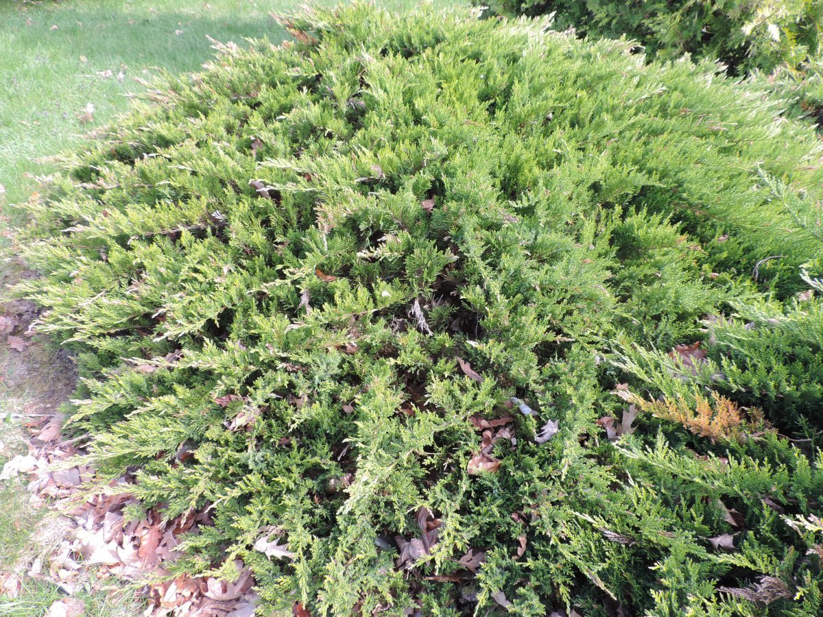 Можжевельник казацкий Тамарисцифолия - фото 2