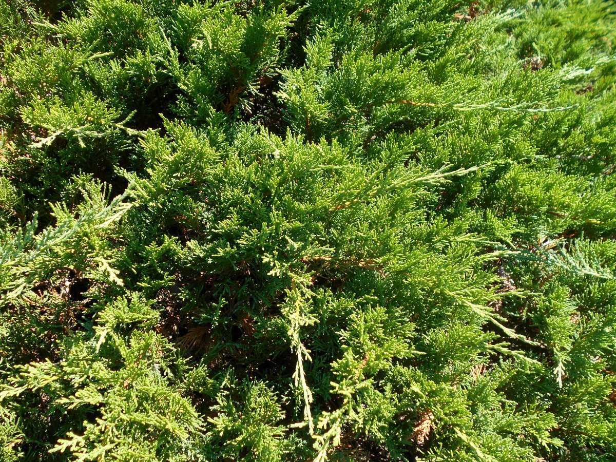 Можжевельник казацкий Тамарисцифолия - фото 6