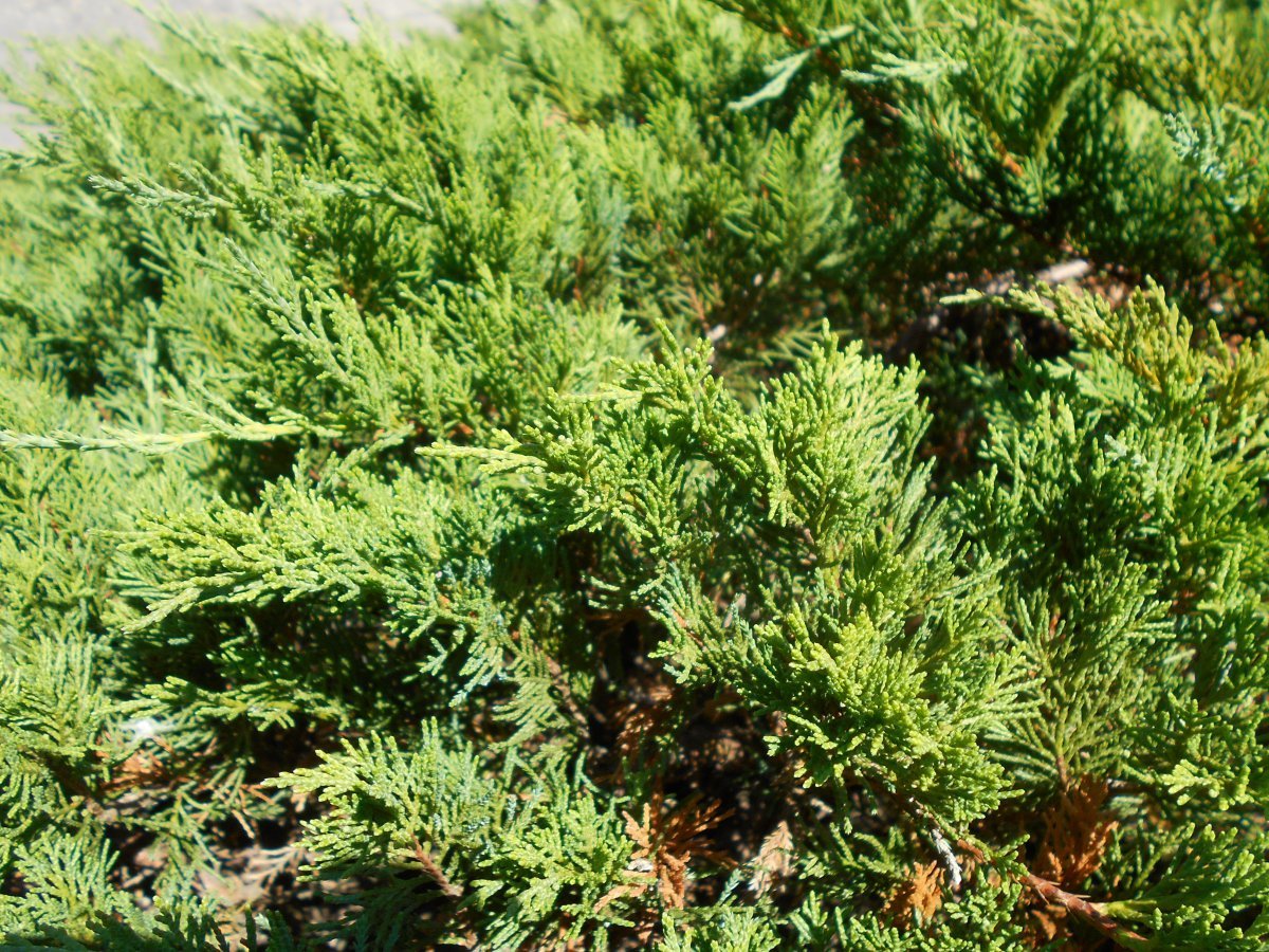 Можжевельник казацкий Тамарисцифолия - фото 8