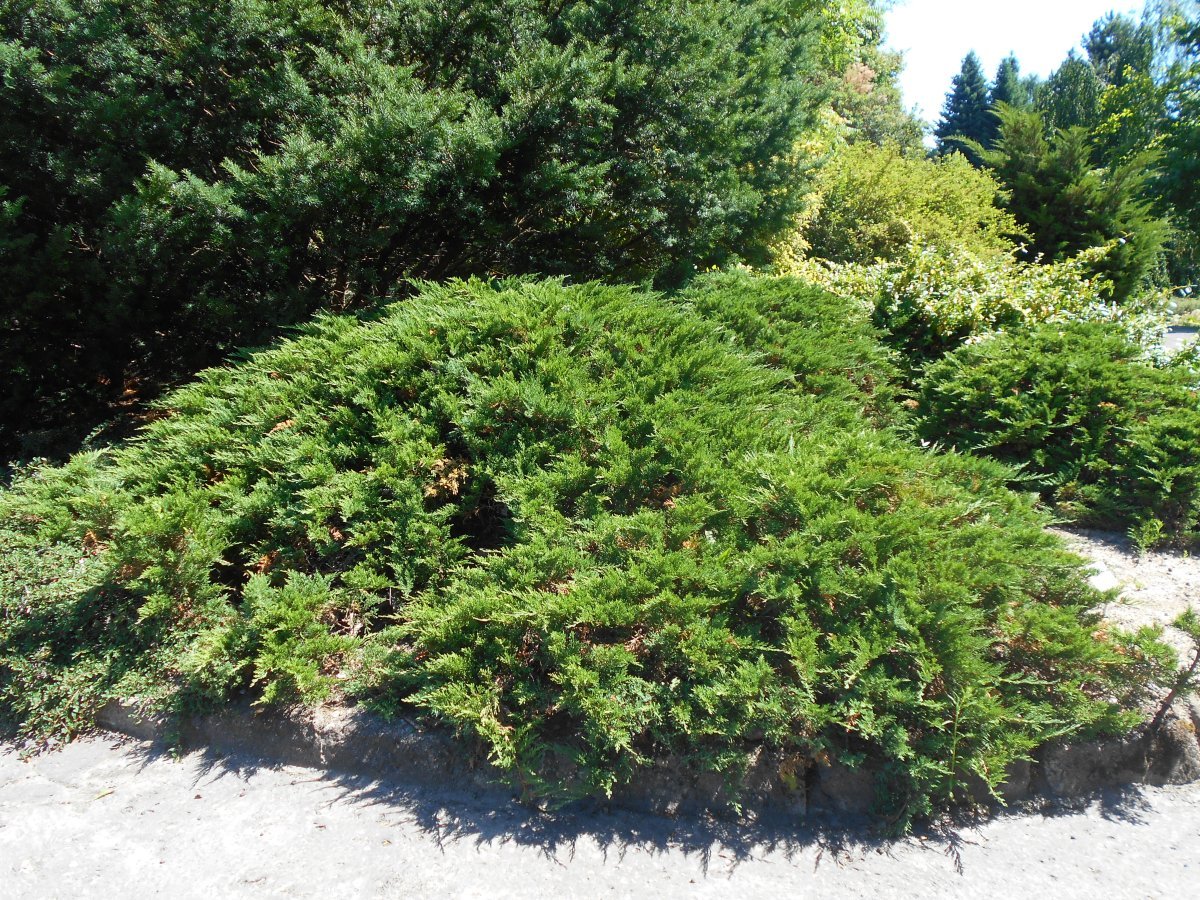 Можжевельник казацкий Тамарисцифолия - фото 4