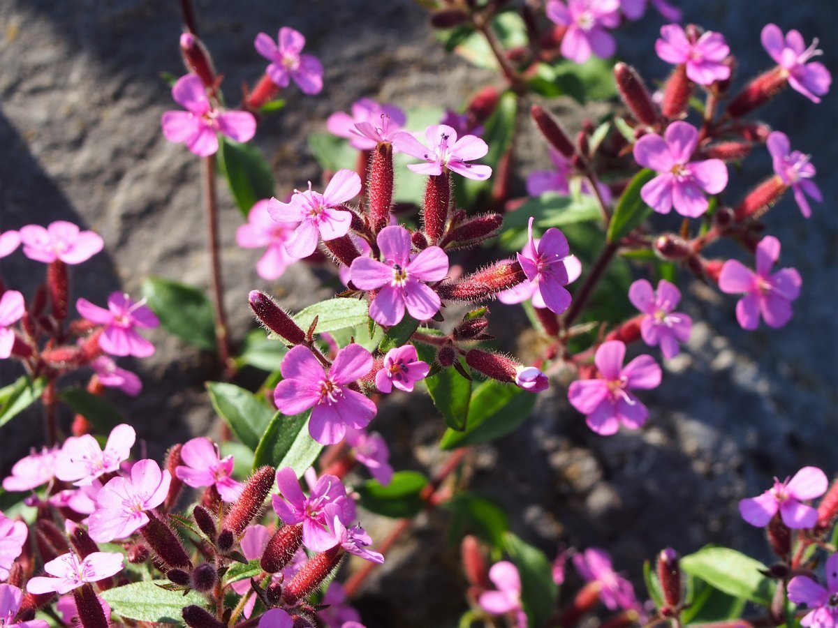 Мыльнянка базиликолистная - фото 10