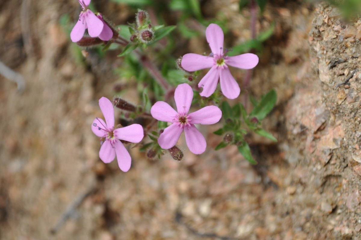 Мыльнянка базиликолистная - фото 3