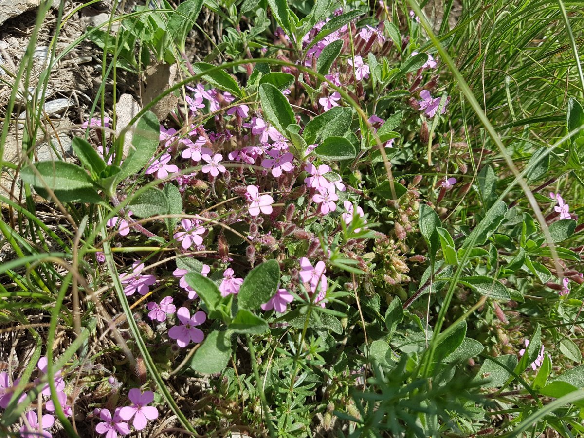 Мыльнянка базиликолистная - фото 6
