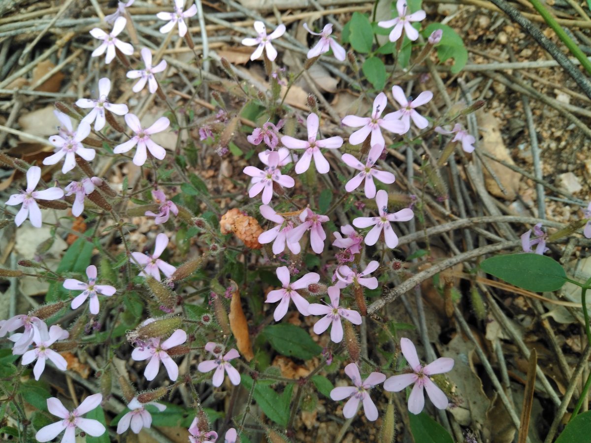 Мыльнянка базиликолистная - фото 2