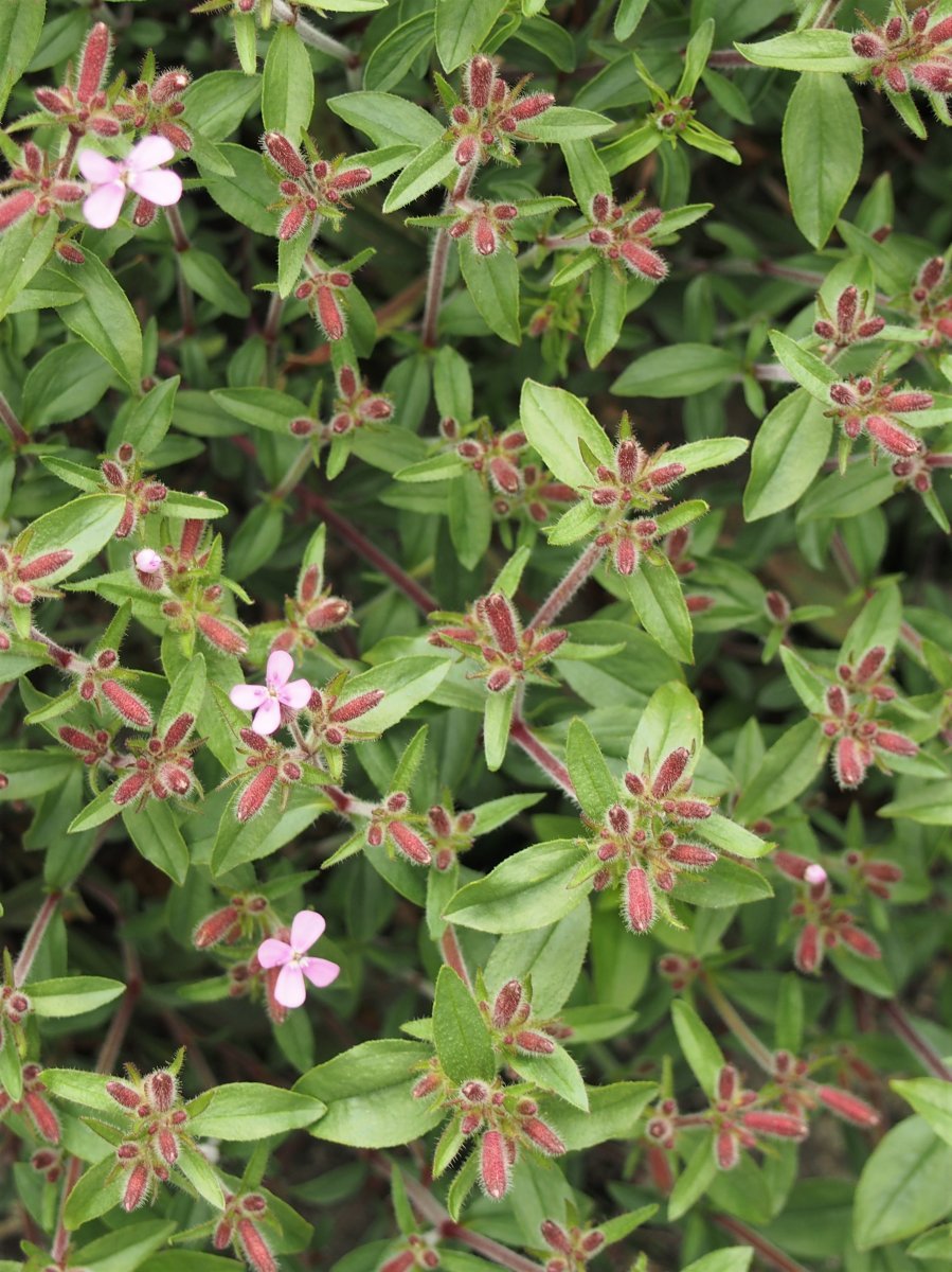 Мыльнянка базиликолистная - фото 7