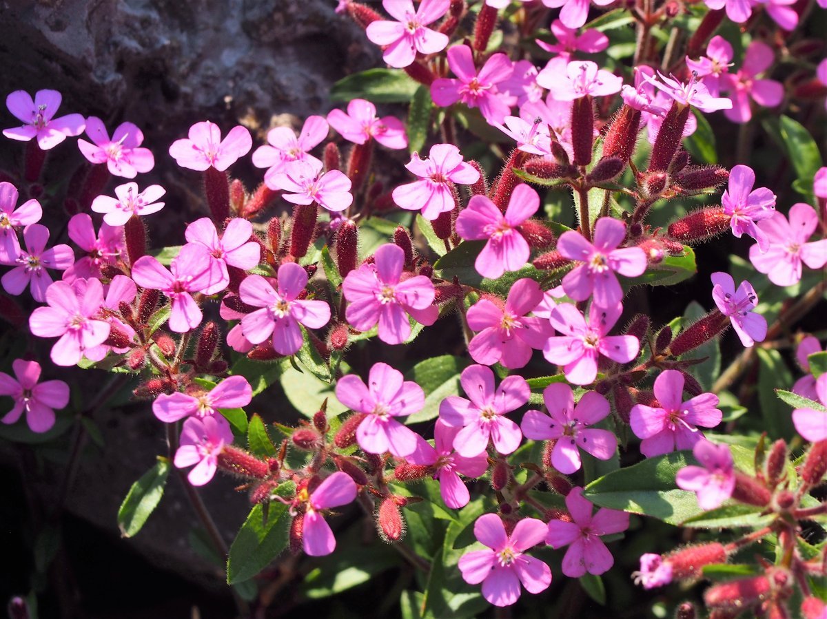 Мыльнянка базиликолистная - фото 9