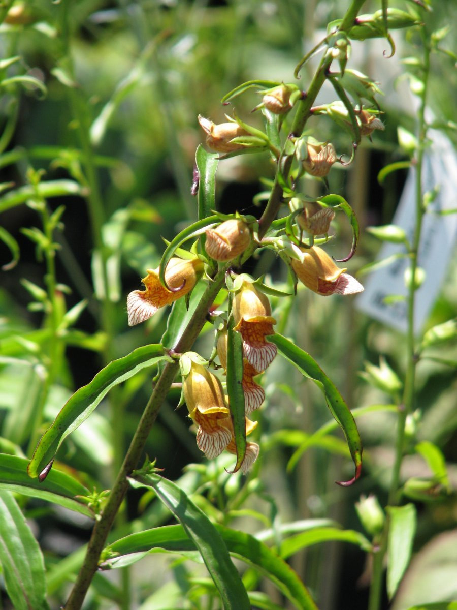 Наперстянка Laevigata - фото 7