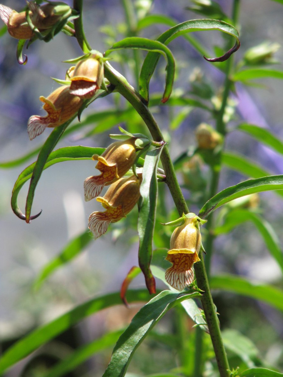 Наперстянка Laevigata - фото 5