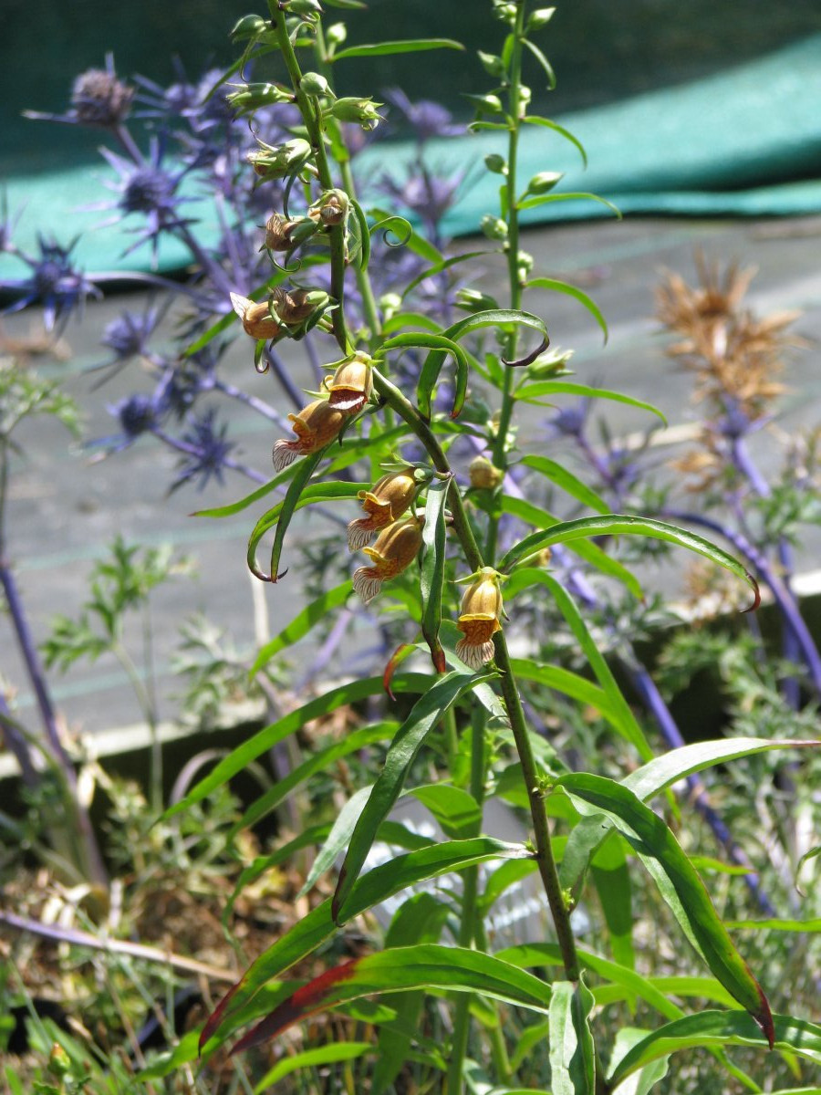 Наперстянка Laevigata - фото 6