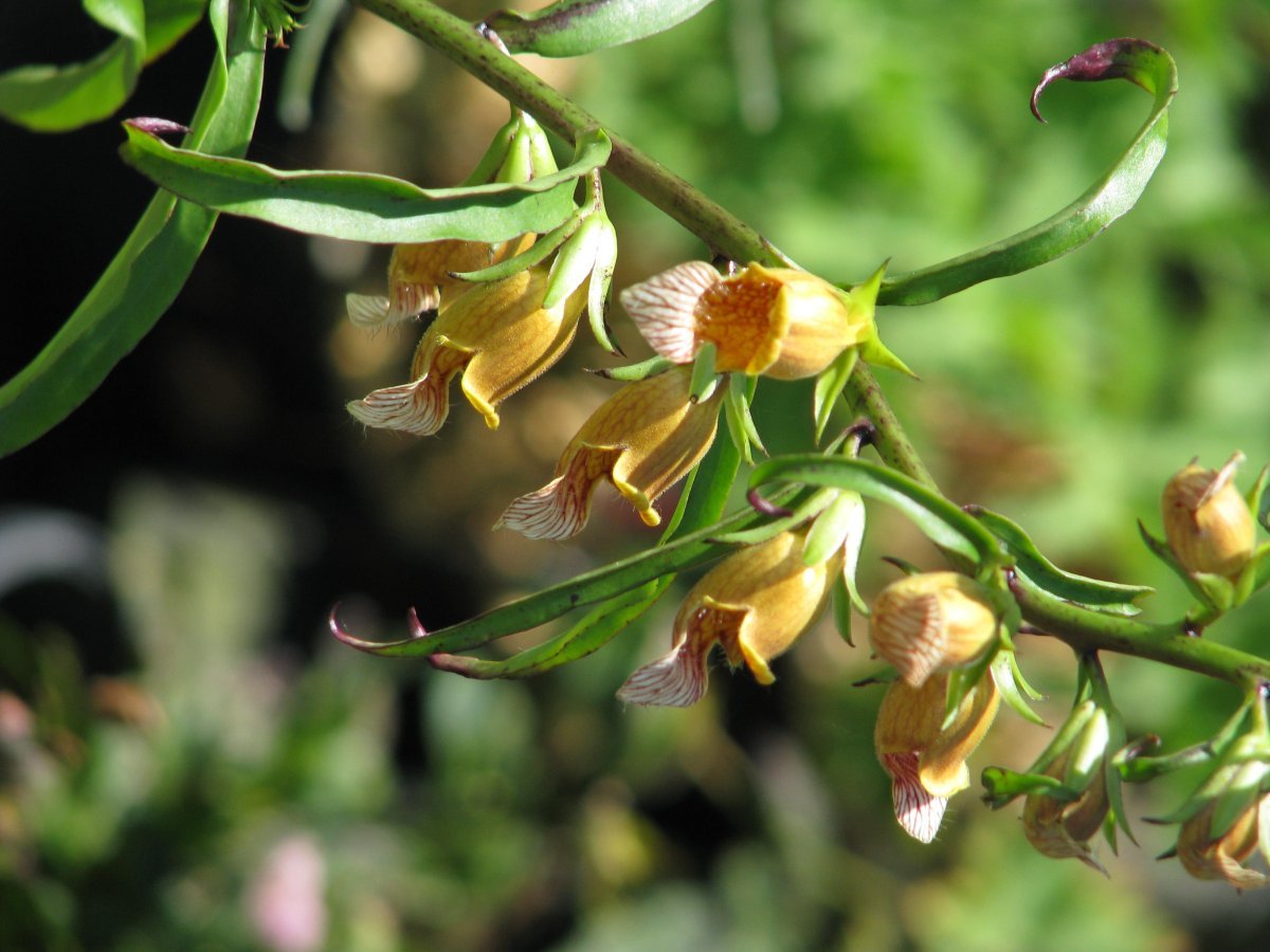 Наперстянка Laevigata - фото 4