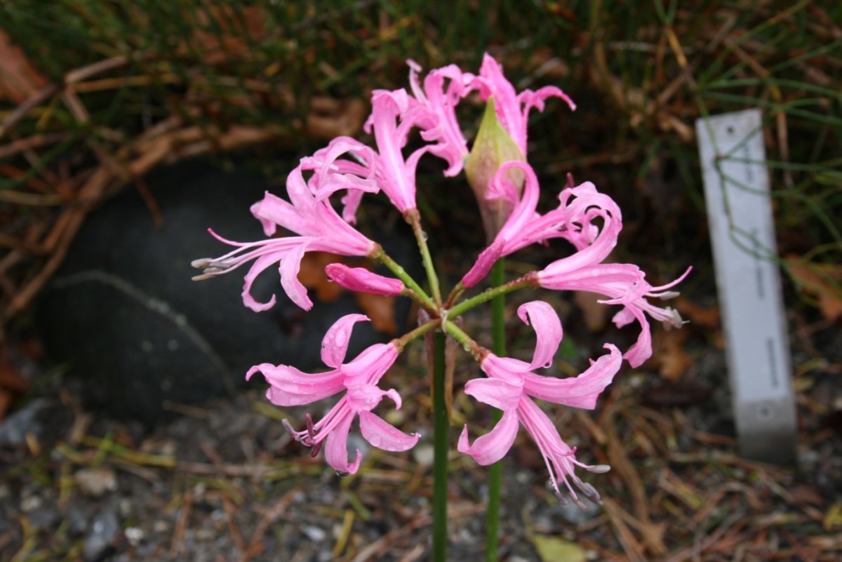 Нерине Боудени розовая - фото 3