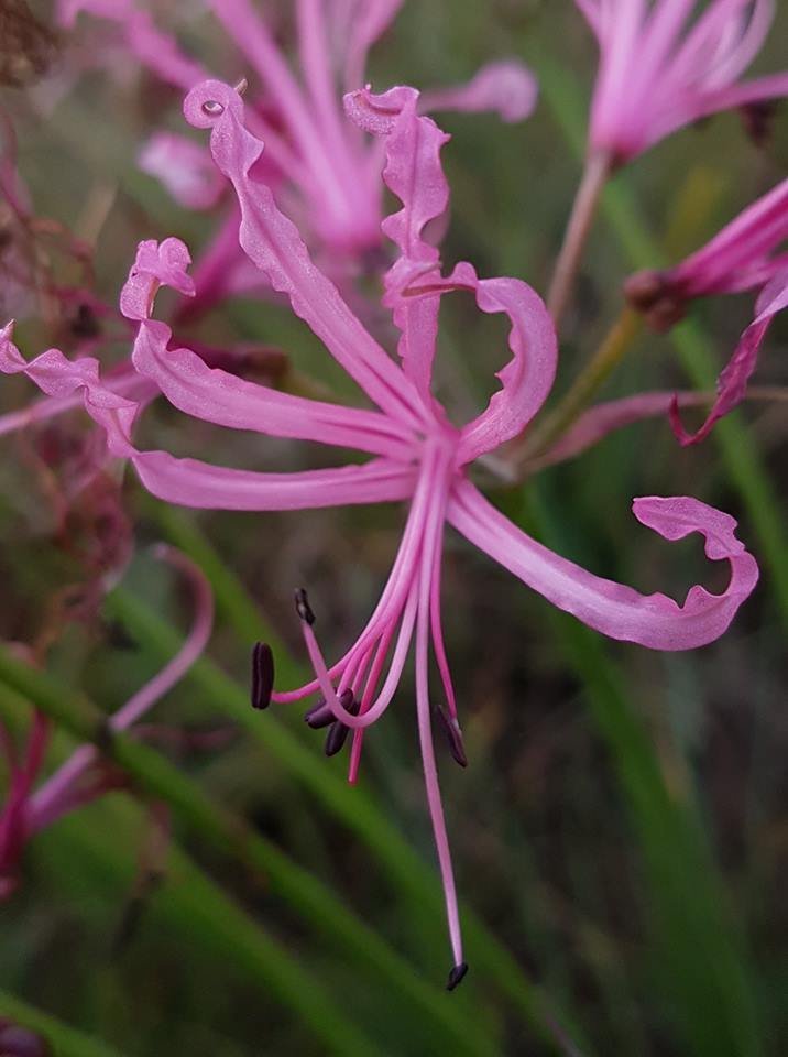 Нерине Боудени розовая - фото 8