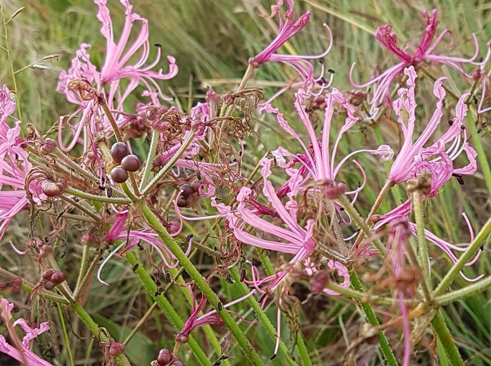 Нерине Боудени розовая - фото 7